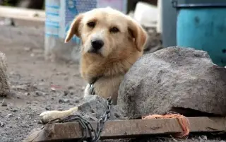 ¿Cuál es la diferencia entre maltrato y crueldad animal? Conoce dónde puedes denunciar