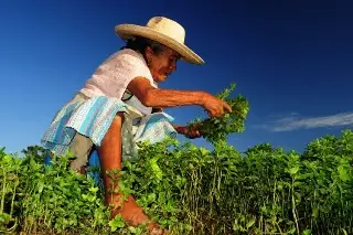 Alertan agroindustriales que 20% del campo en México dejó de sembrarse por inseguridad y migración