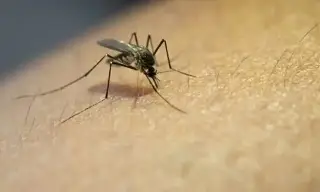 Imagen Esto debes saber acerca del dengue