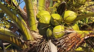 ¿Por qué recomiendan agua de coco a enfermos de dengue? Esto se sabe