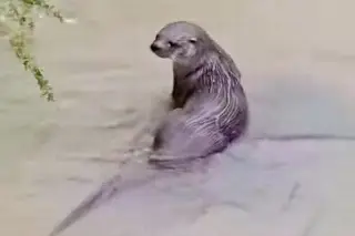 Nutrias regresan a ríos de Veracruz y alertan por caza ilegal