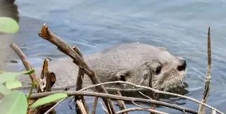 Nutrias de río en peligro por humanos y crecimiento urbano en Veracruz