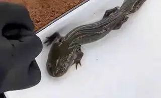 Localizan ajolote del Altiplano en Querétaro; no ocurría desde hace 15 años 