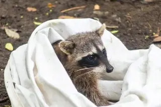 Redes sociales impulsan deseo de personas por adquirir animales silvestres de mascotas