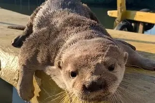 ¿Qué pasó con Max, la nutria de Mandinga?