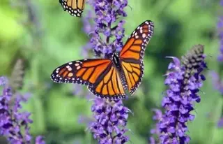 Imagen Científicos descubren nueva especie de mariposa; esto se sabe 