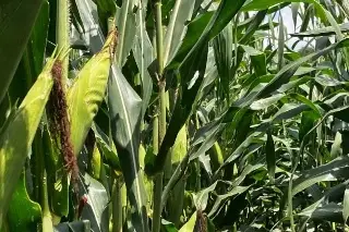 Ley de Aguas impactará a productores del maíz: Consejo Nacional de la Tortilla