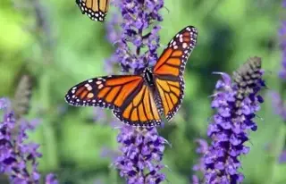 Científicos descubren nueva especie de mariposa; esto se sabe 