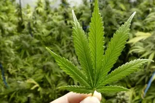  Consumir marihuana puede derivar en psicosis y esquizofrenia, advierten especialistas