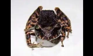 Descubren una nueva especie de rana en la Amazonía de Ecuador
