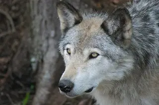 Se escapa un lobo en un zoológico de Tokio y obliga a los visitantes a refugiarse