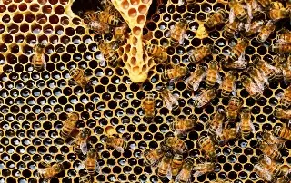 ¿La falta de alimento acelera la metamorfósis en las abejas? Esto revela estudio 