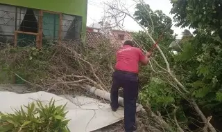 Tres árboles caídos deja el norte en Veracruz
