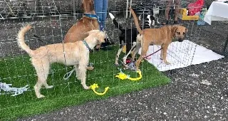 Esto sufren las mascotas por la pirotecnia en esta temporada de fin de año