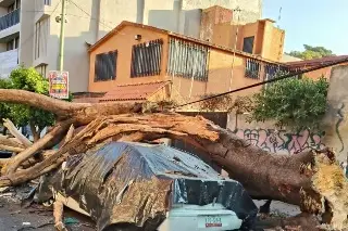En CDMX, cae árbol sobre auto y daños por desprendimientos de edificio, tras sismo en San Marcos