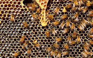 ¿La falta de alimento acelera la metamorfosis en las abejas? Esto revela estudio 