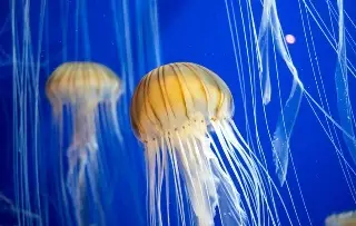 Las medusas tiene patrones de sueños similares a los humanos, según estudio 