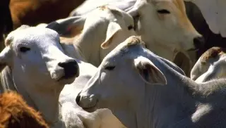 Imagen Detectan primer caso de gusano barrenador del ganado en Michoacán