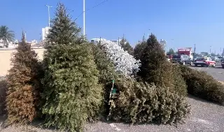 Así luce el centro de acopio de arbolitos de navidad en Boca del Río 