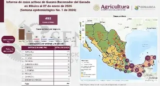 Casos activos de gusano barrenador mantienen vigilancia en Veracruz