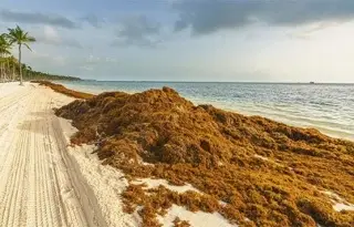 Se adelanta llegada de sargazo en playas de Quintana Roo