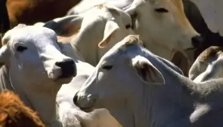 Agricultores ven resultados 'contundentes' en acciones contra gusano barrenador en México