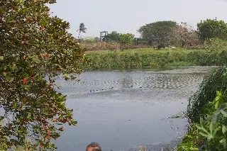 Atienden avistamiento de cocodrilo en laguna de la ciudad de Veracruz