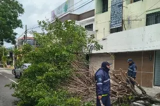 Imagen Árboles caídos y hasta un toldo desprendido, este es el saldo del norte en Veracruz