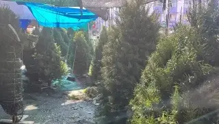 Imagen Checa a dónde puedes llevar tu Árbol de Navidad en Veracruz si ya no lo ocupas