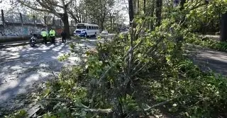 Frente frío 28 deja árboles caídos y apagones en Xalapa