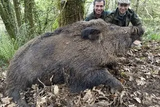 'Vakamulo' el super jabalí español que sorprende por su tamaño