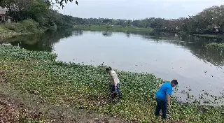 Retiran lirio y basura de las lagunas la ilusión y el ensueño en Veracruz