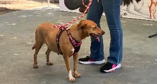Vacunas antirrábicas gratuitas y esterilización a bajo costo en refugios de animales en Veracruz
