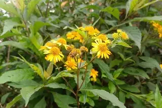 Estudiante de Veracruz investiga planta medicinal para tratar la diabetes; esto es lo que se sabe