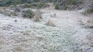 Heladas afectan a ganaderos en zonas altas de Veracruz; esto piden a las autoridades