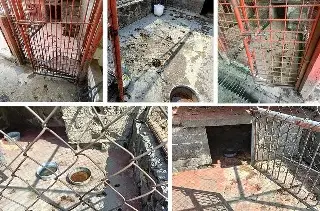 Refugio de animales acusa a fundación por muerte de perros y gatos tras desalojo en CDMX