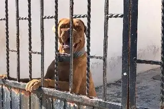 ¿ A qué instancia acudir para poner denuncia cuando un perro te muerde?