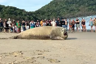 Enorme elefante marino sorprende a turistas en playa (+Video)