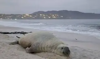 'Bautizan' al enorme elefante marino, vuelve al mar y sorprende haciendo esto (+Video)