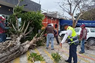 Caída de luminarias y hasta un árbol a un auto, el saldo del norte en Veracruz