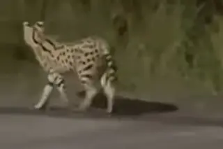 Reportan escape de felino en zona de la Riviera Veracruzana 