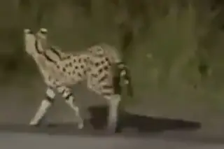 Esto puede llegar a costar el felino exótico que se escapó en la Riviera Veracruzana