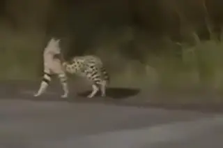 Esto puede llegar a costar el felino exótico que se escapó en la Riviera Veracruzana