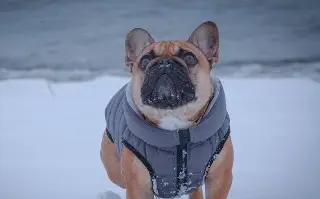¿Cómo proteger las patas de las mascotas en temporada de frío? 