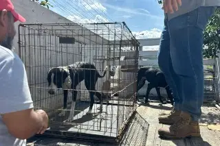 Rescatan dos perros en estado de desnutrición en fraccionamiento de Veracruz