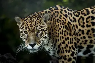 Semarnat implementará 'estrategias' para la protección del jaguar en el sureste de México