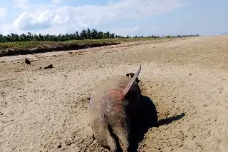 Hallan sin vida a delfín en playa al sur de Veracruz; esto se sabe 