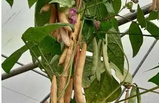 Conoce los beneficios de consumir legumbres