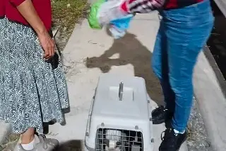 Rescatan gatos en casa de mujer hallada sin vida en Veracruz 