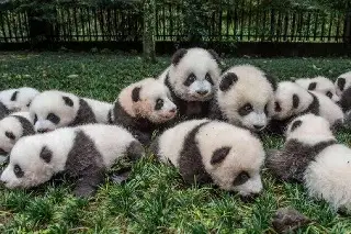 Debutan 29 cachorros panda en TV ¡Y no es IA! (+Video)